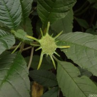 Dorstenia indica Wight